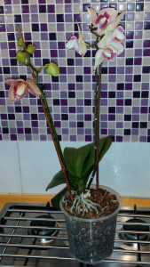Lydia's orchid - one spike waning, the other waxing!