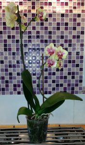 My newest lovely - Can't believe this was very reduced in price!