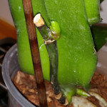 Playing with keiki paste on my third orchid - I got my orchid "pregnant"!