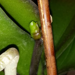 Playing with keiki paste on my third orchid - I got my orchid "pregnant"!