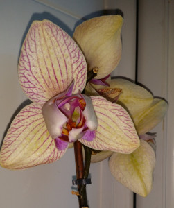 Full bloom striped orchid flowers