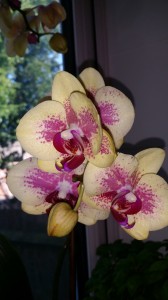 Blooms on my 4th orchid - very much reduced in price by the shop, but really not at all devalued!